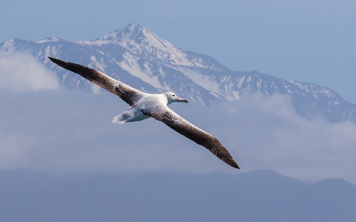 Southern Royal Albatross - ML645906198