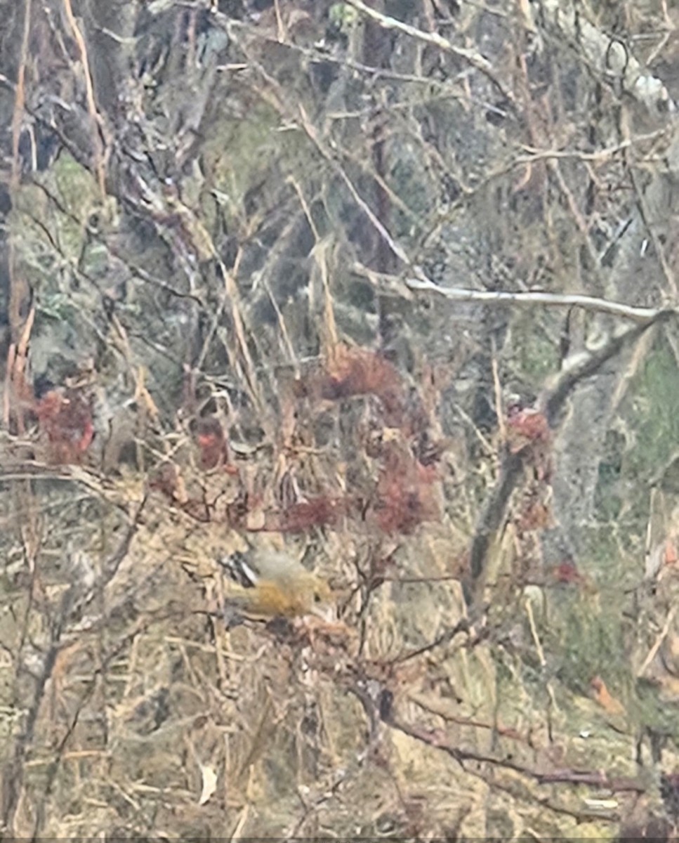 Балтиморский трупиал - ML645906199