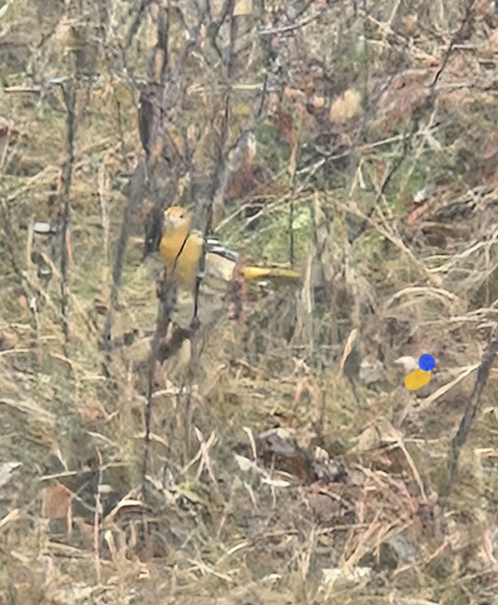 Балтиморский трупиал - ML645906211