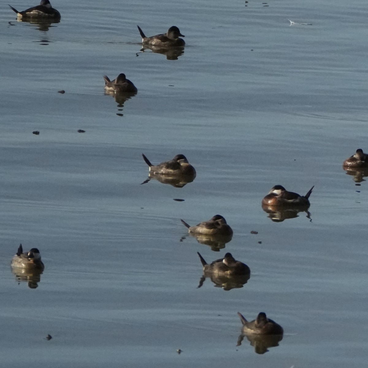 Schwarzkopf-Ruderente - ML645906212