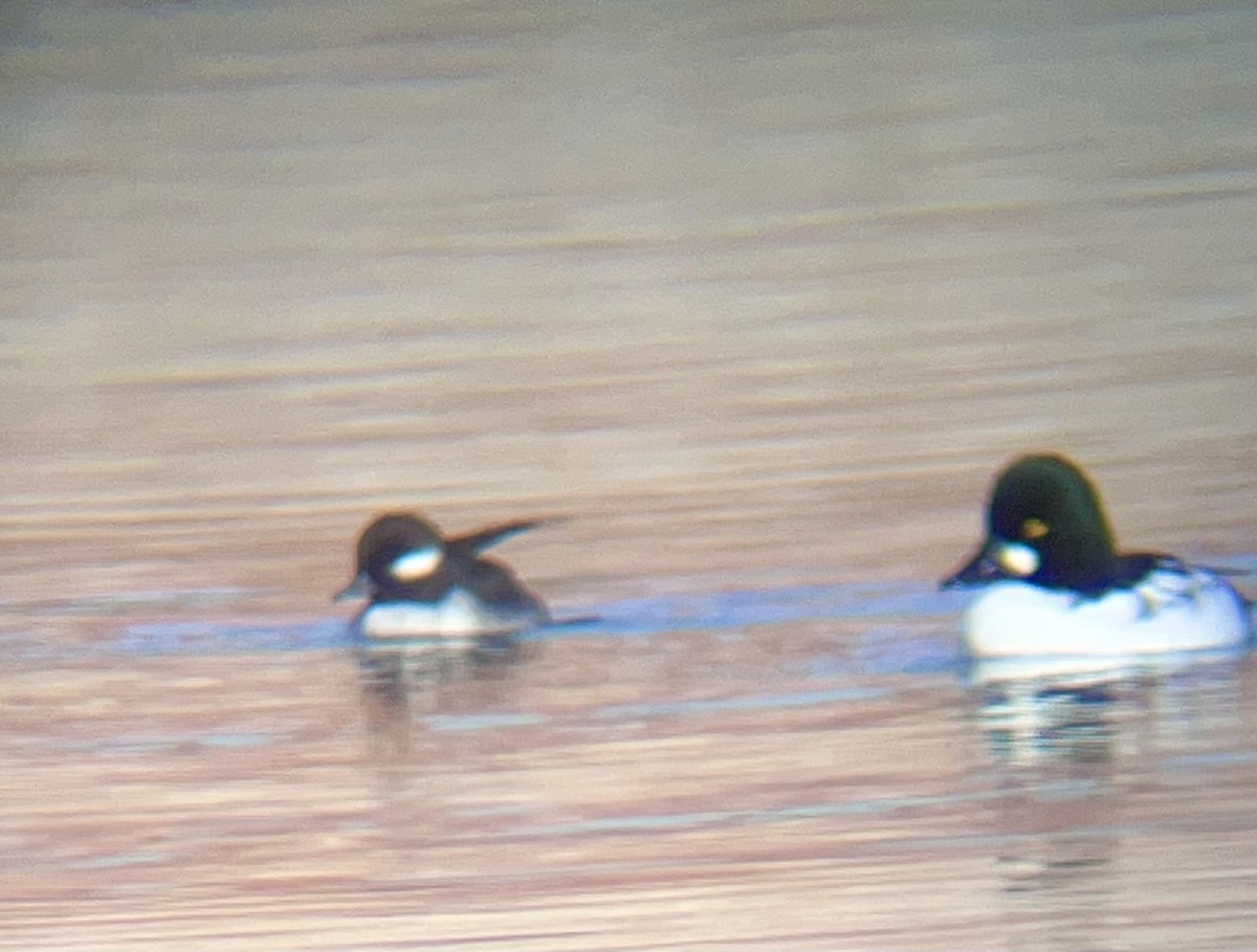 bøffeland - ML645906216