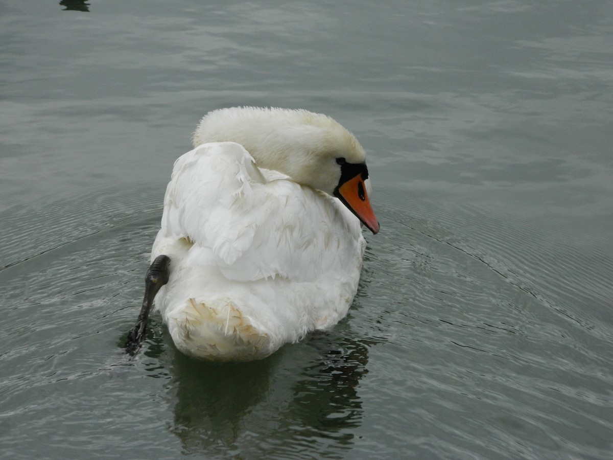 Лебідь-шипун - ML645906231