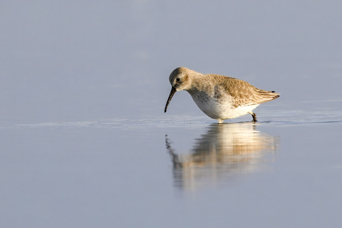 Dunlin - ML645906232