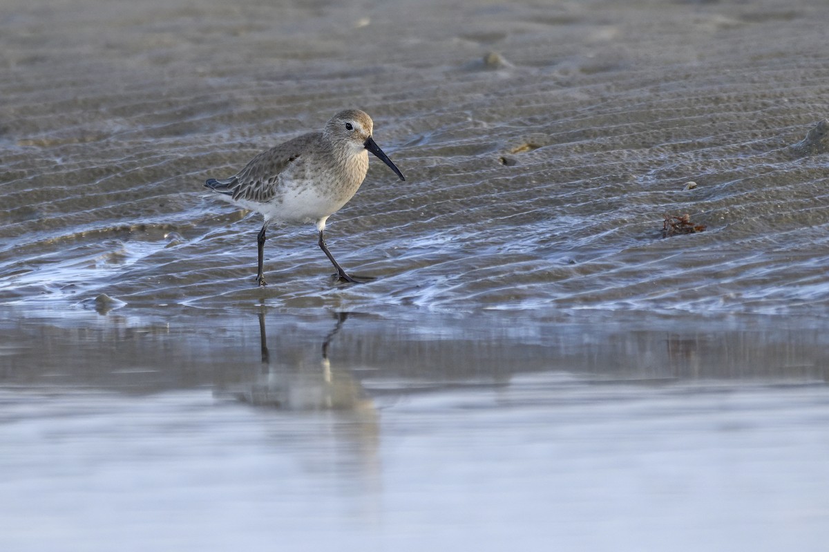 Dunlin - ML645906234