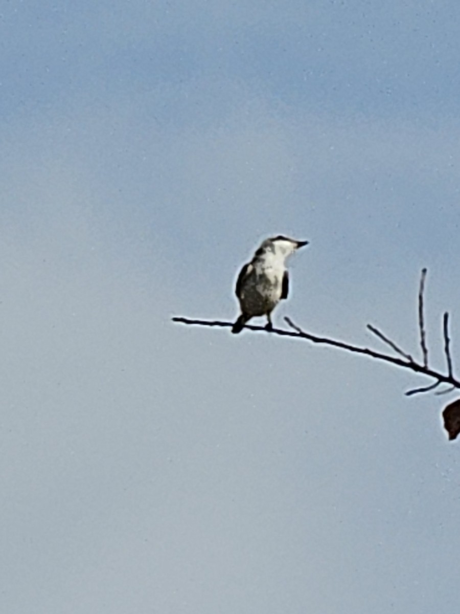 Scissor-tailed Flycatcher - ML645906242