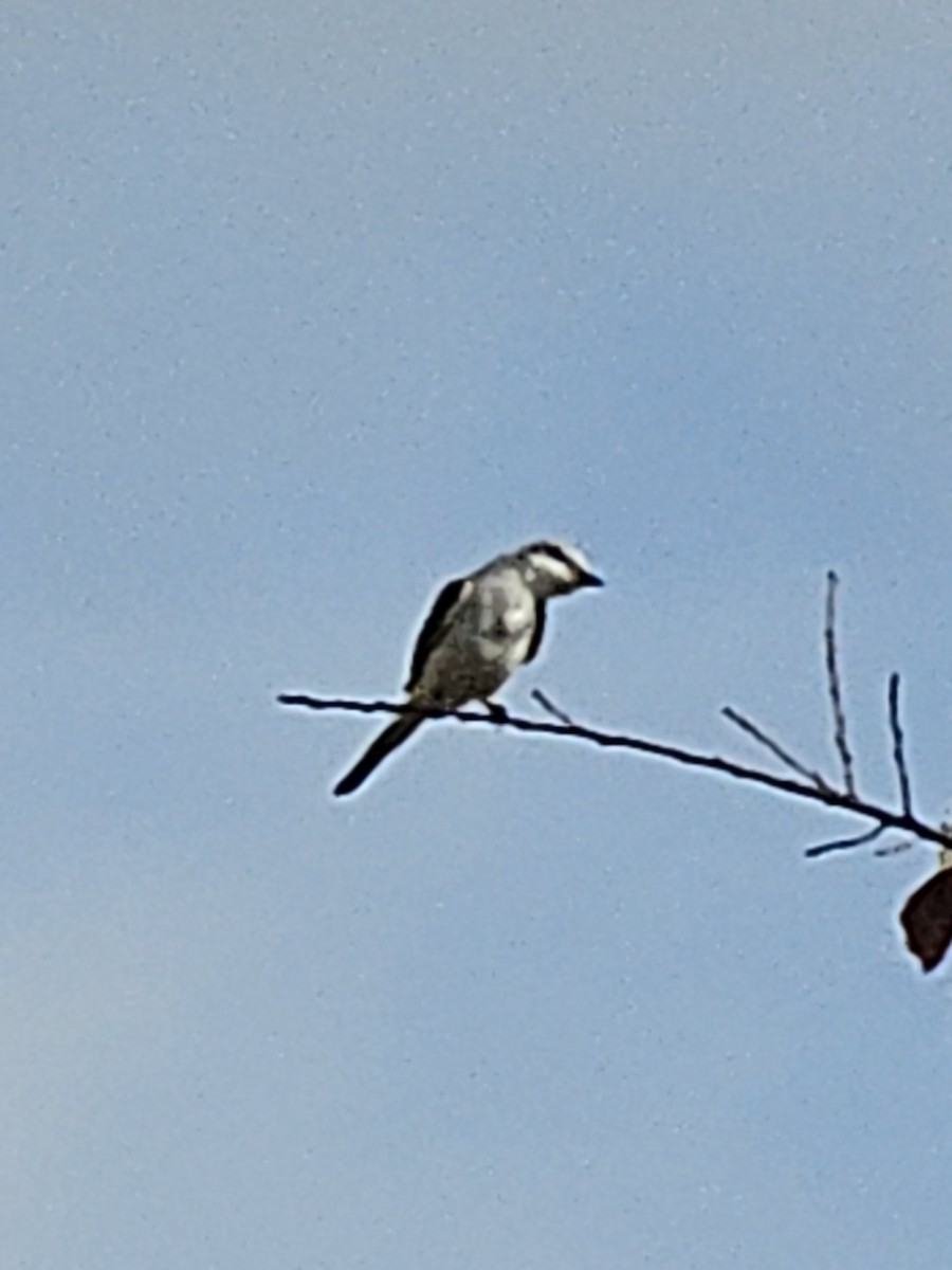 Scissor-tailed Flycatcher - ML645906243