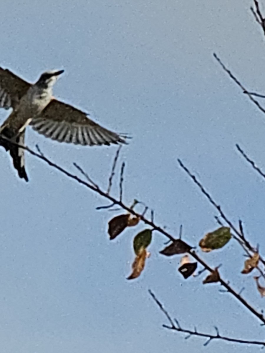 Scissor-tailed Flycatcher - ML645906244