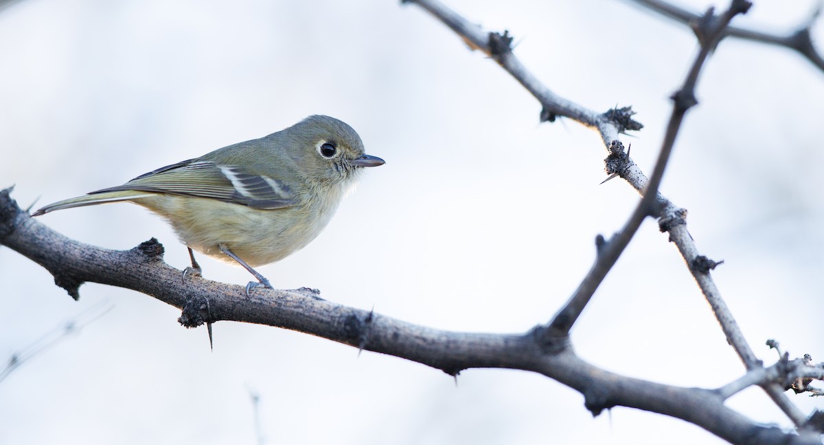 Viréo de Hutton (groupe stephensi) - ML645906245