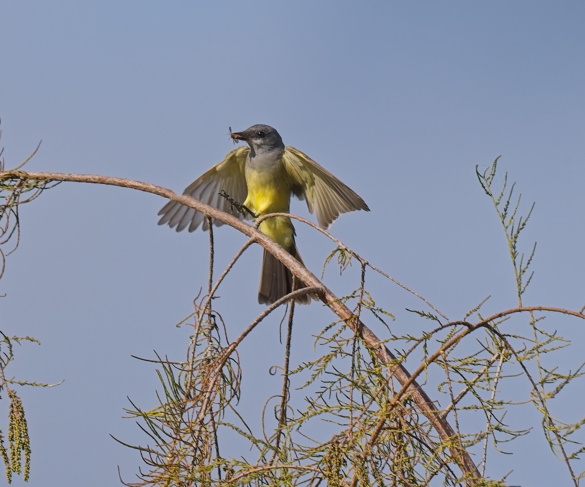 Tyran de Cassin - ML645906250