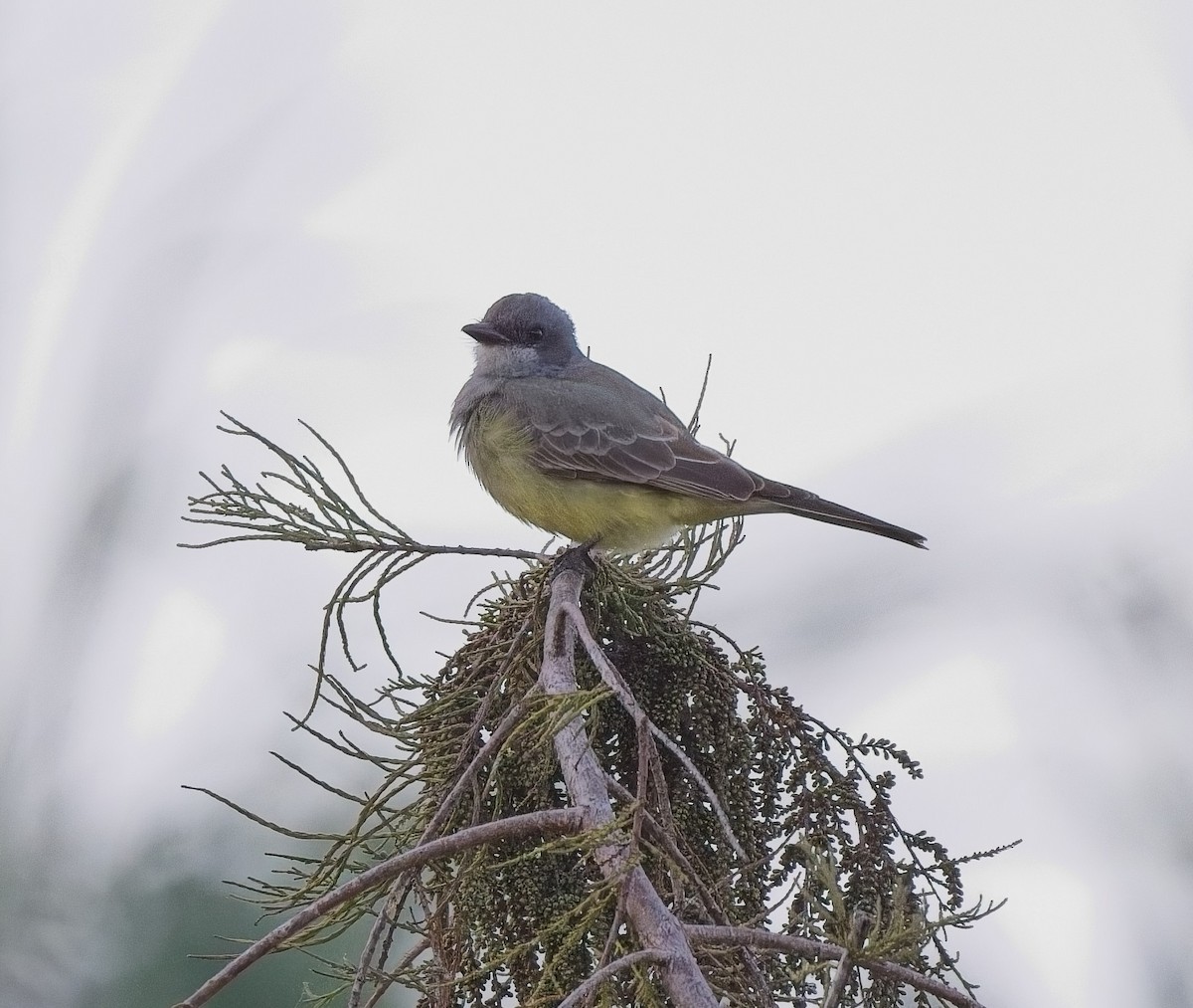 Tyran de Cassin - ML645906253