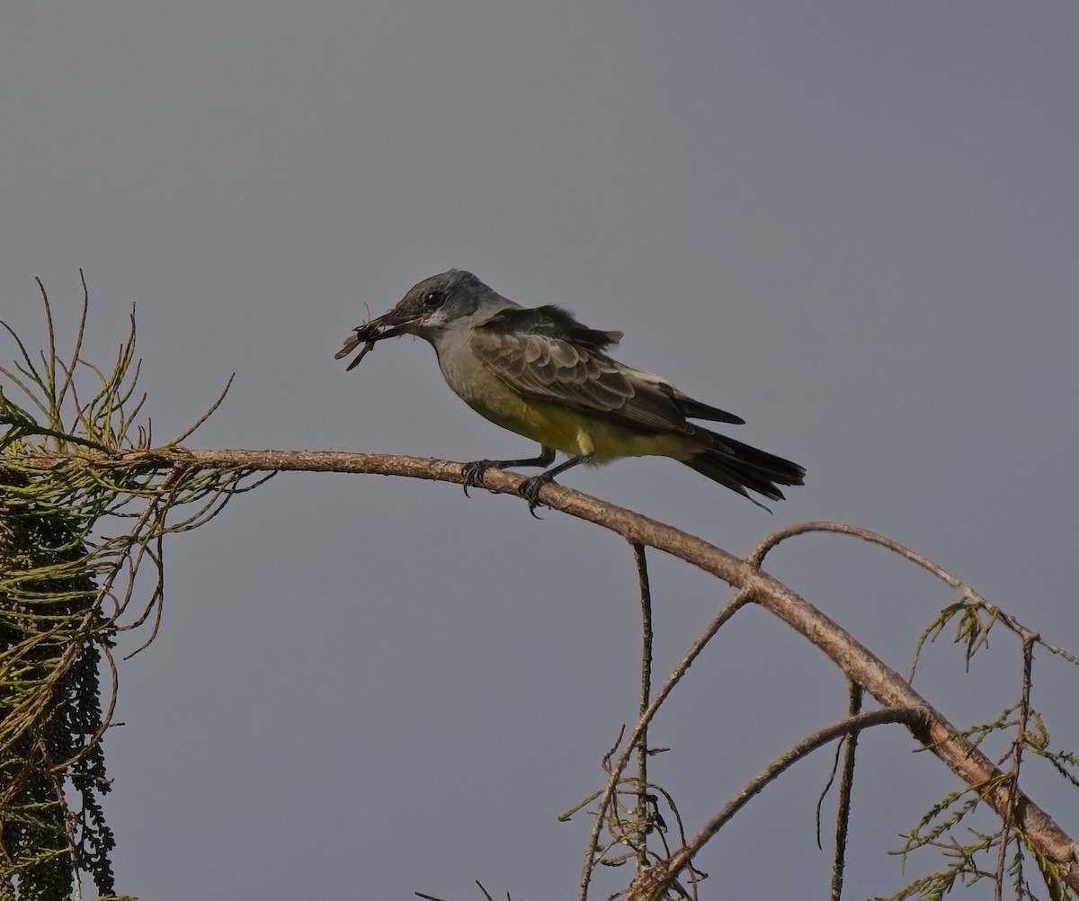 Tyran de Cassin - ML645906255