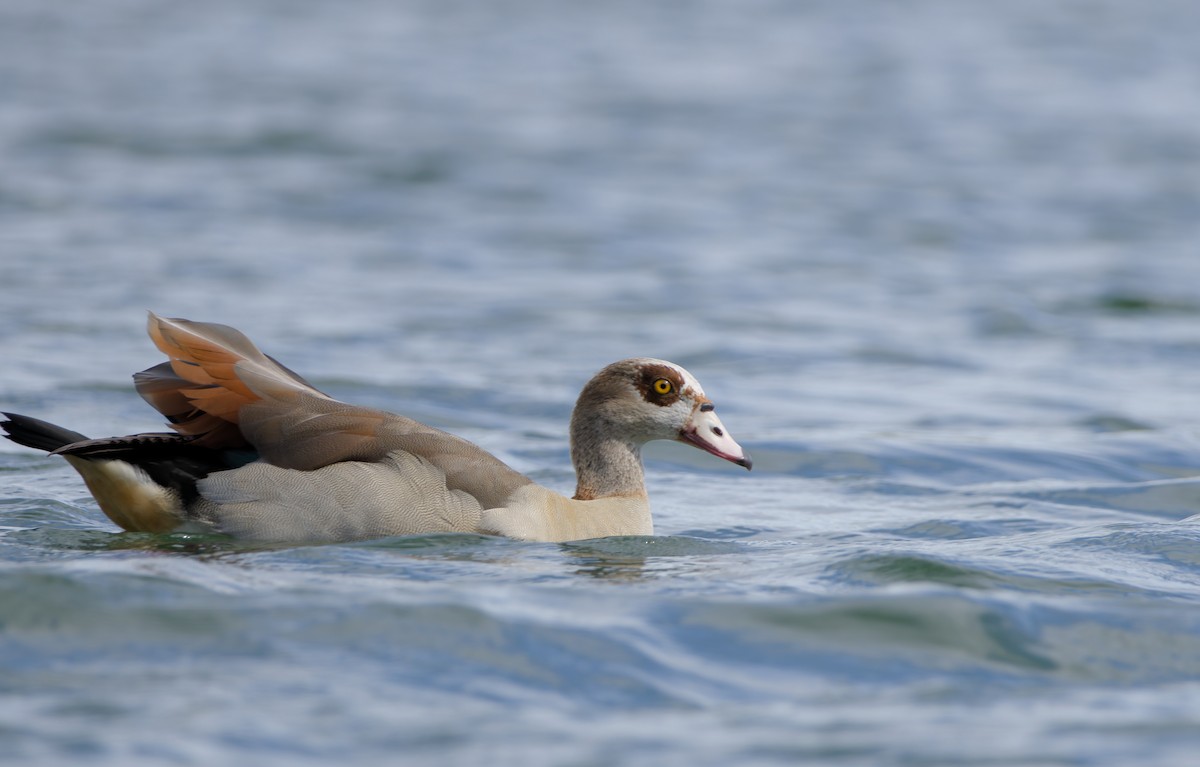 Ouette d'Égypte - ML645906258