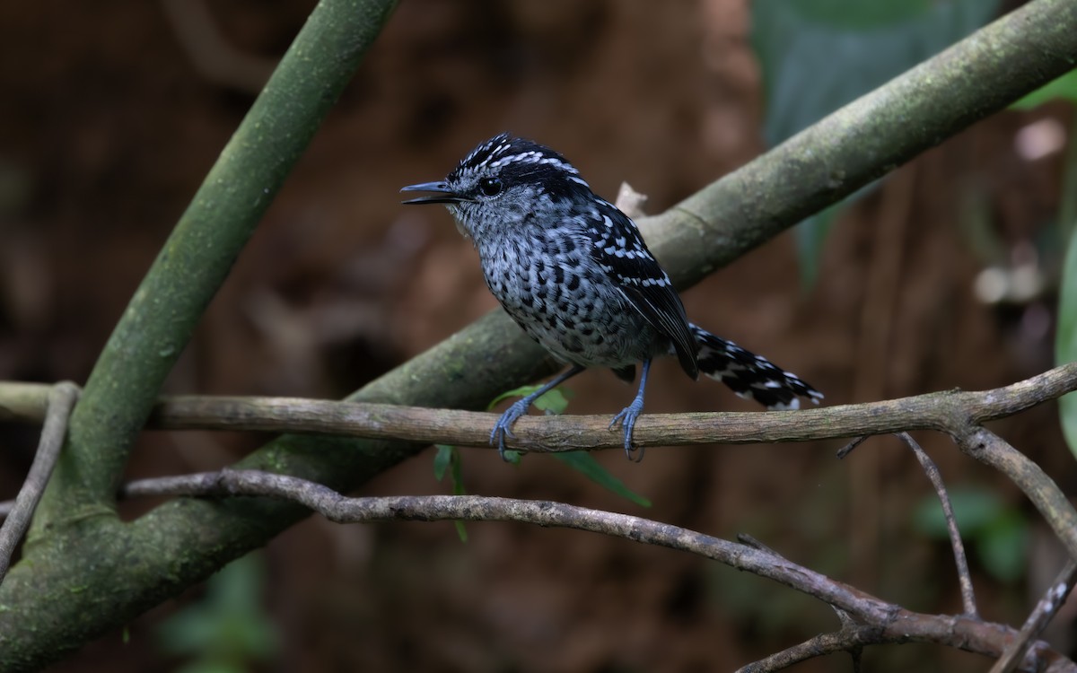 Grisin écaillé - ML645906259