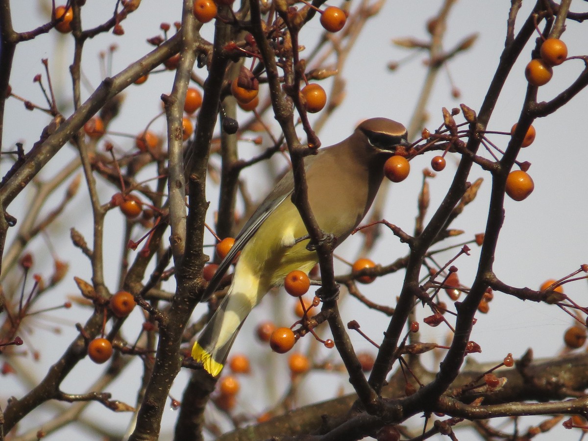 Jaseur d'Amérique - ML645906260