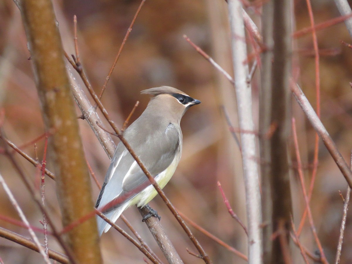Jaseur d'Amérique - ML645906261