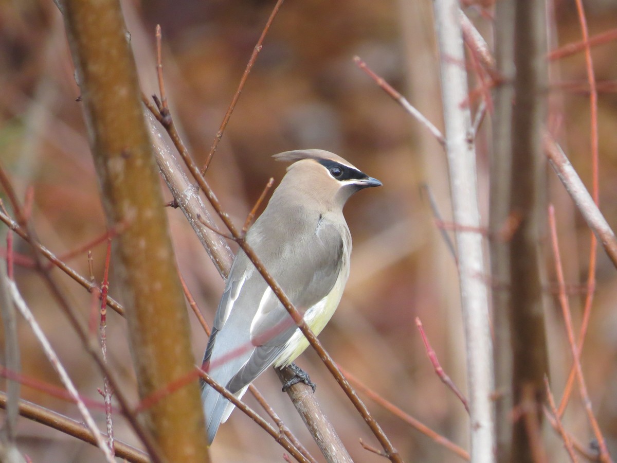 Jaseur d'Amérique - ML645906262