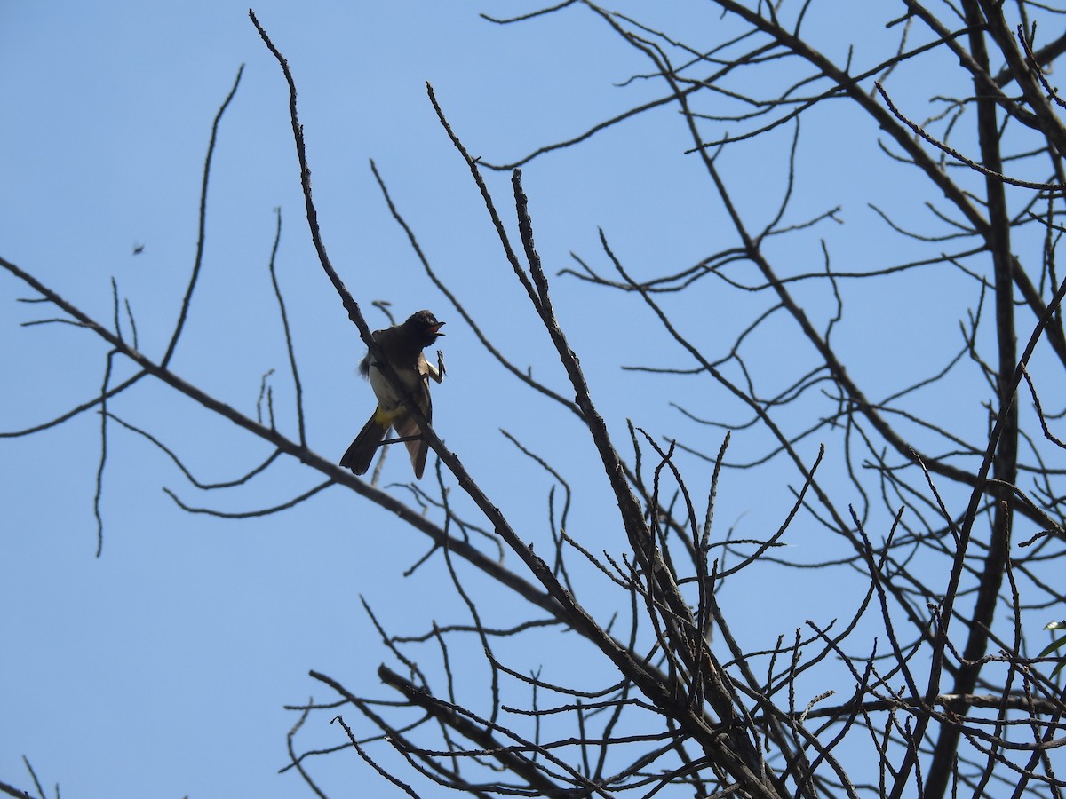 Bulbul des jardins - ML645906264