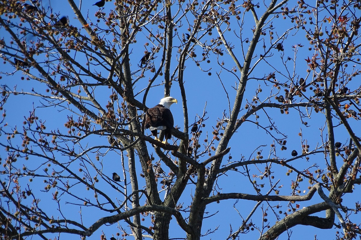 Pygargue à tête blanche - ML645906265