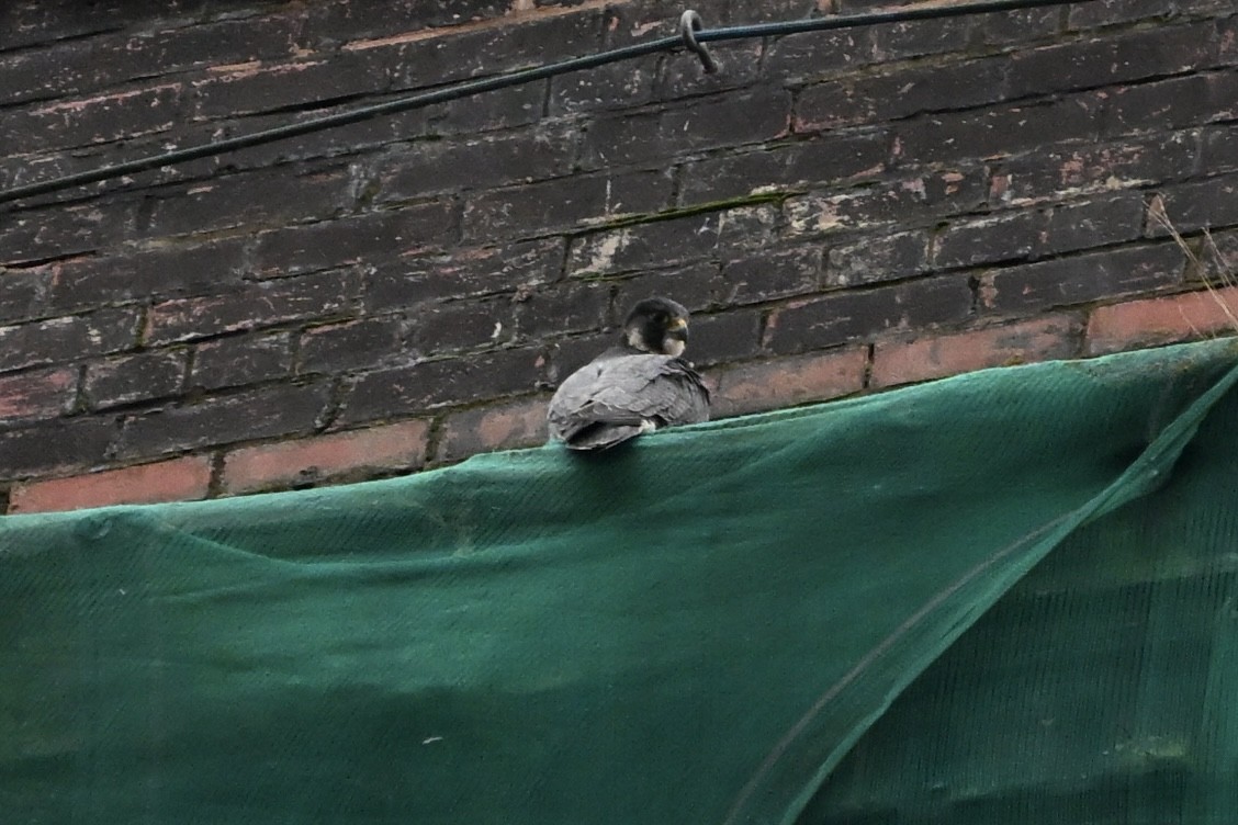 Faucon pèlerin - ML645906266