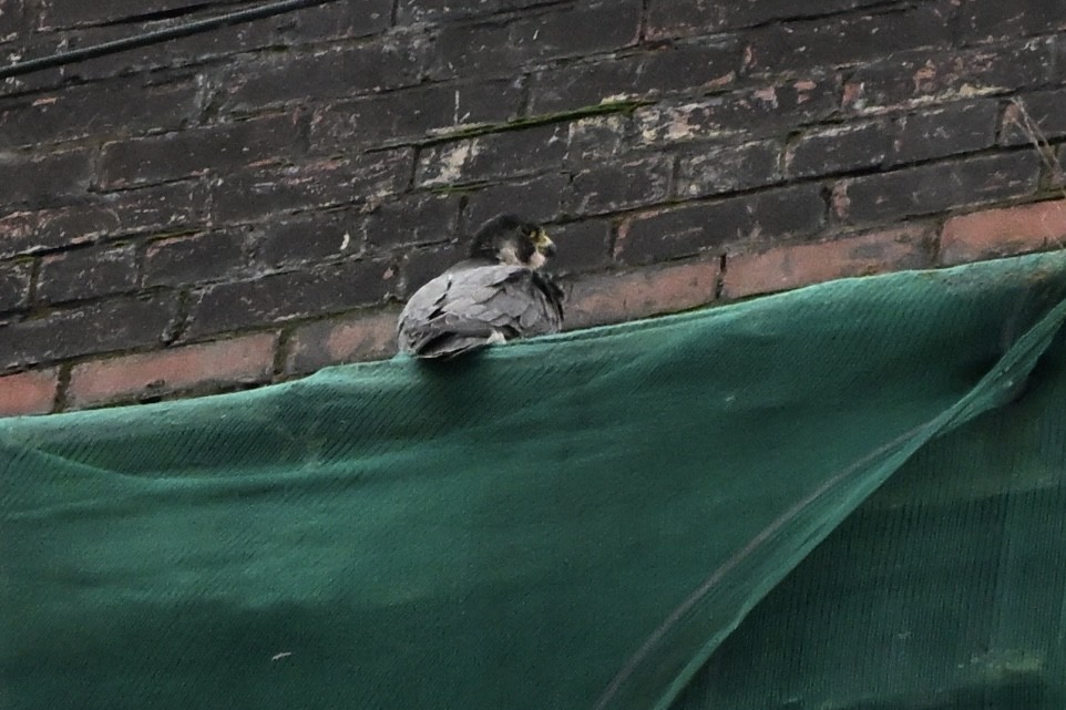 Faucon pèlerin - ML645906267