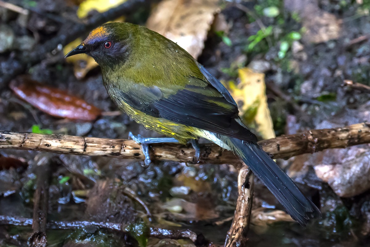 Méliphage carillonneur - ML645906268