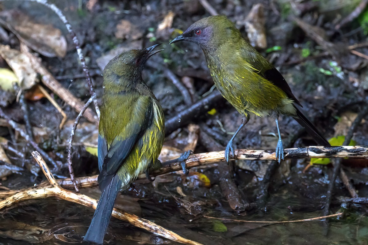 Méliphage carillonneur - ML645906269