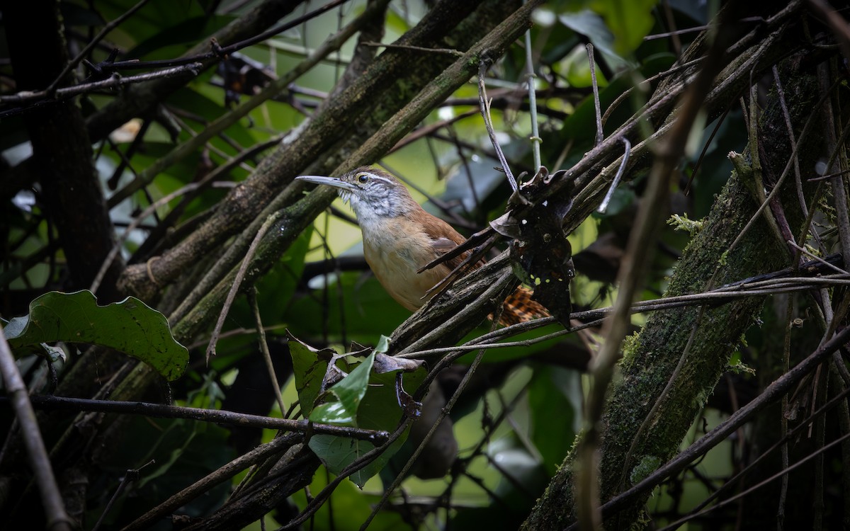 Troglodyte à long bec - ML645906271