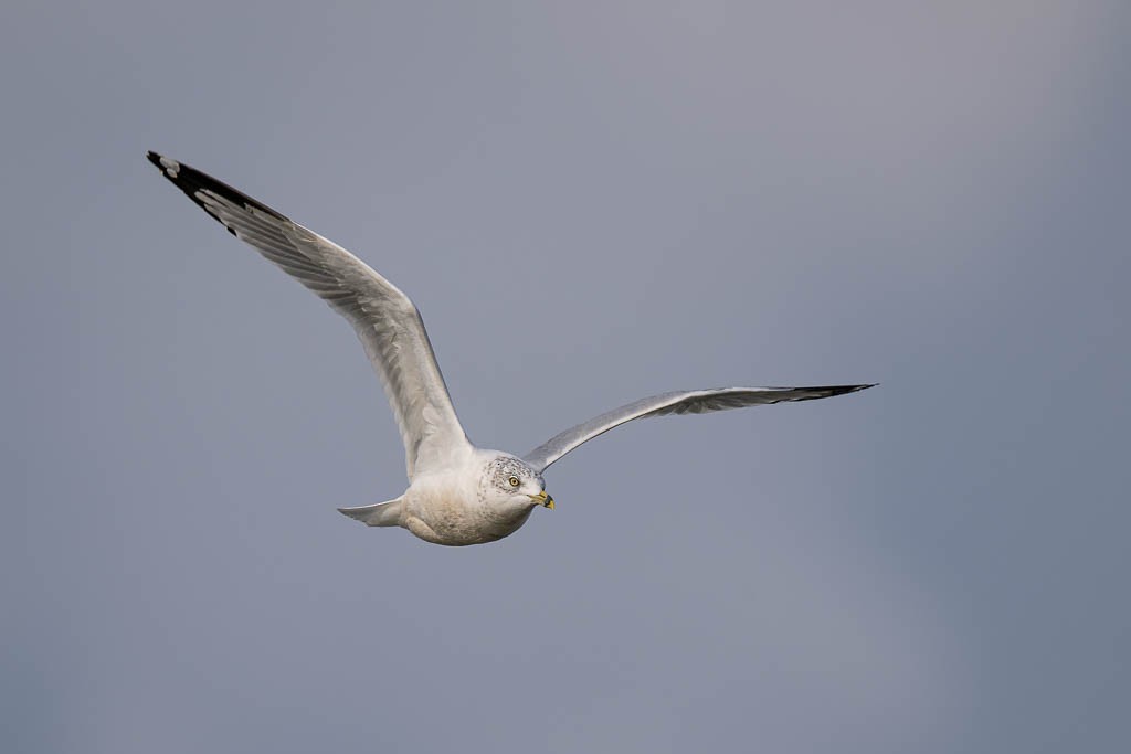 Goéland à bec cerclé - ML645906272