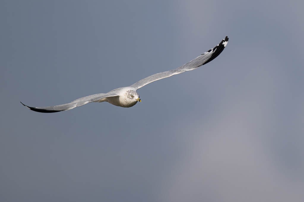 Goéland à bec cerclé - ML645906273