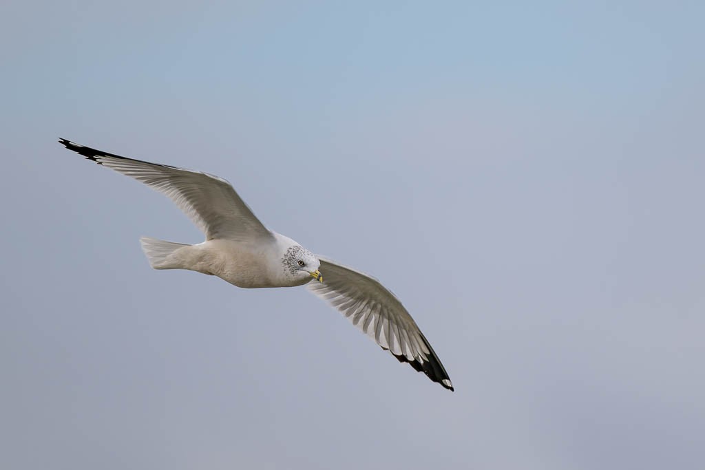 Goéland à bec cerclé - ML645906274