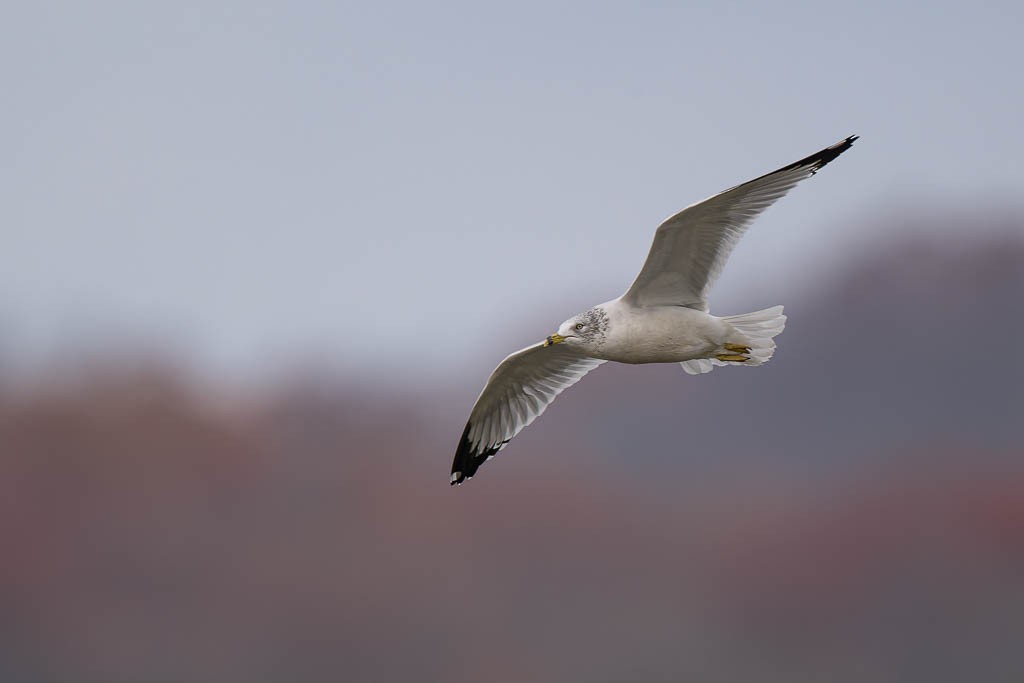Goéland à bec cerclé - ML645906275