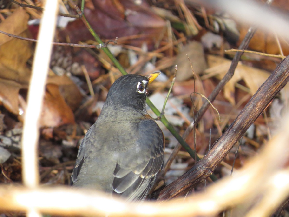 Merle d'Amérique - ML645906276