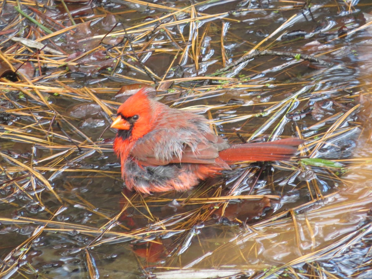 Cardinal rouge - ML645906277