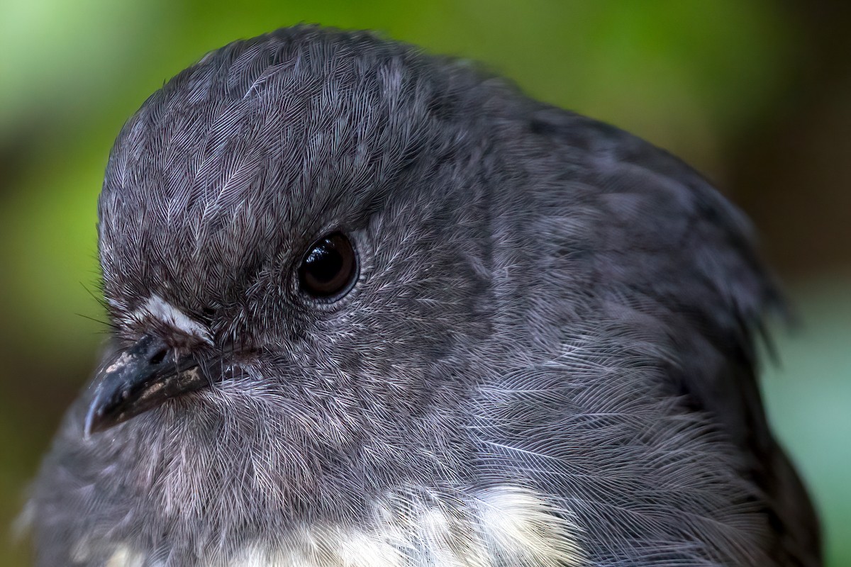 Miro rubisole - ML645906279