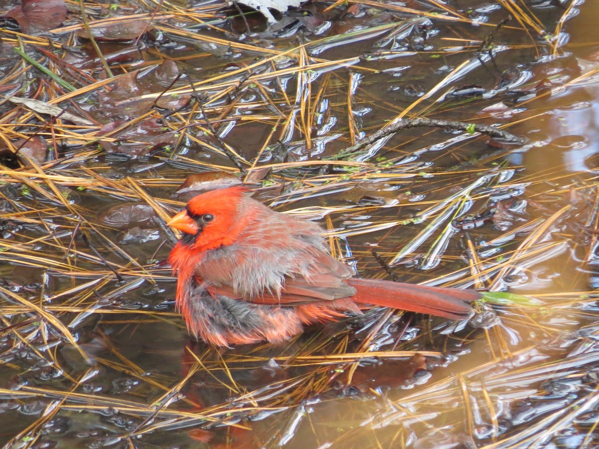Cardinal rouge - ML645906280