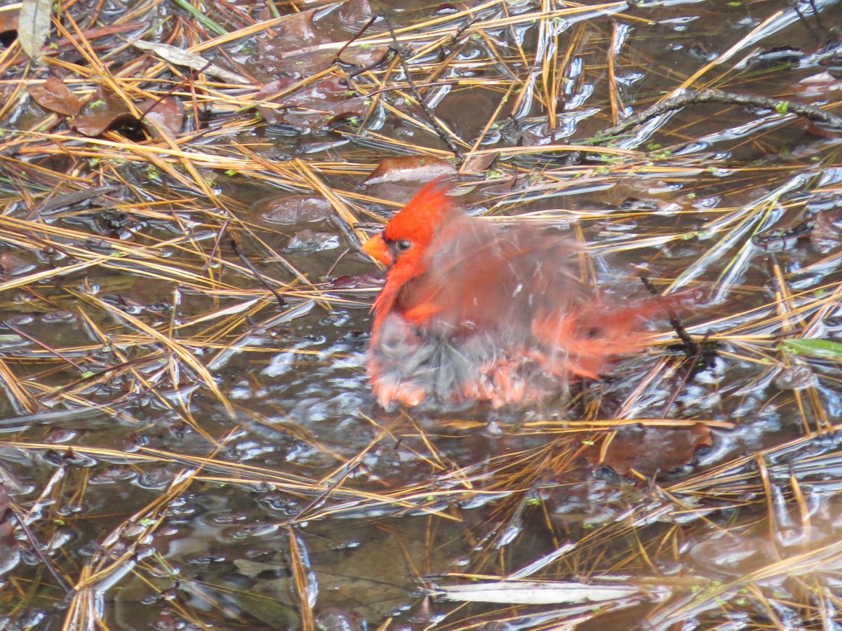 Cardinal rouge - ML645906282