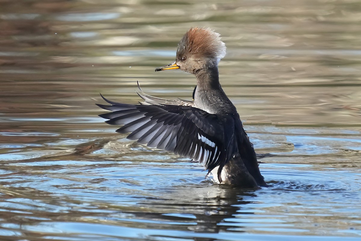 Harle couronné - ML645906284