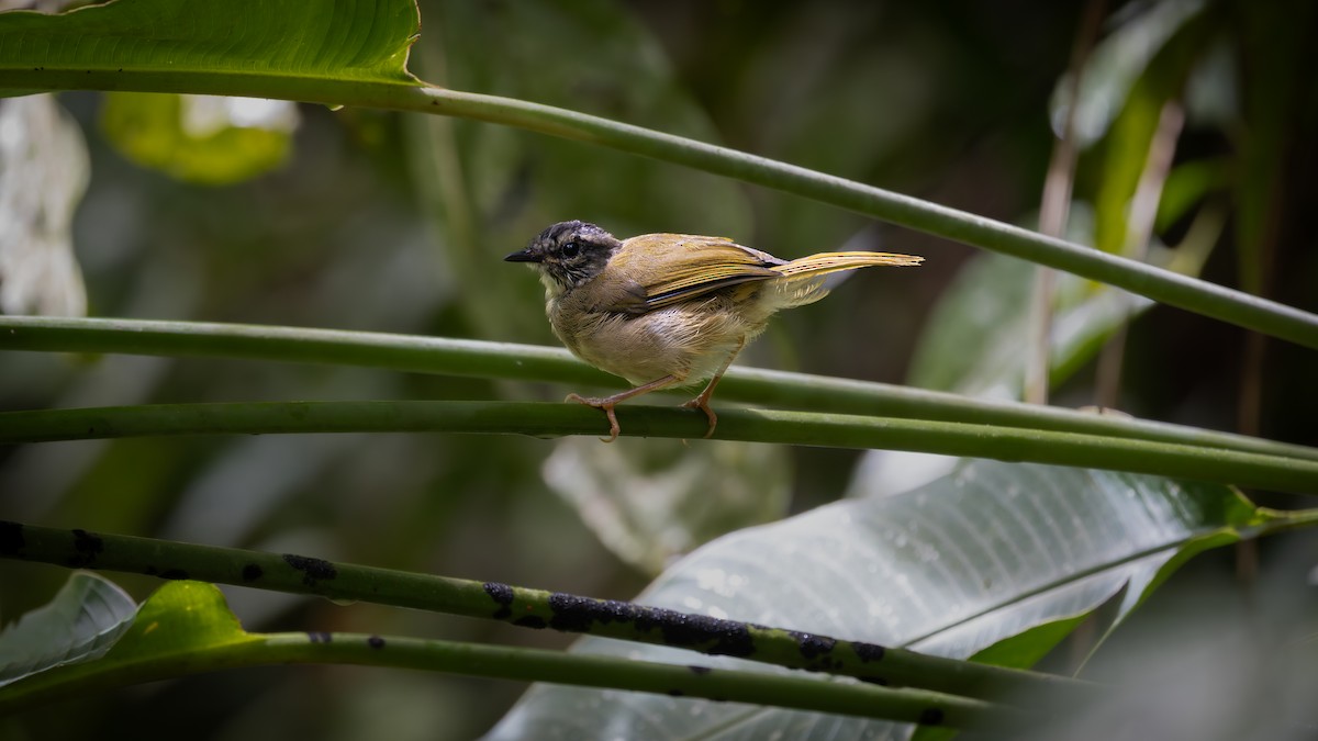 Paruline des rives - ML645906285