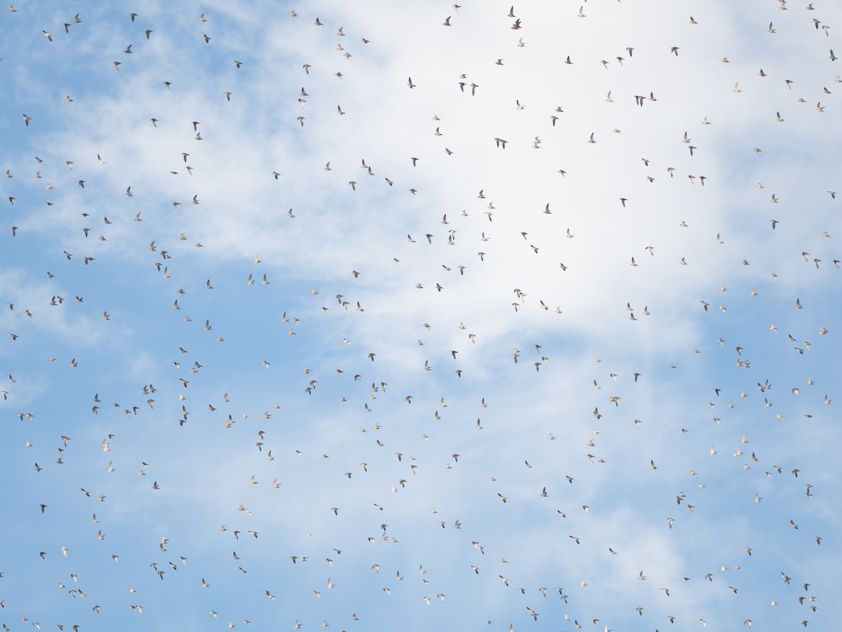 Pluvier doré - ML645906286