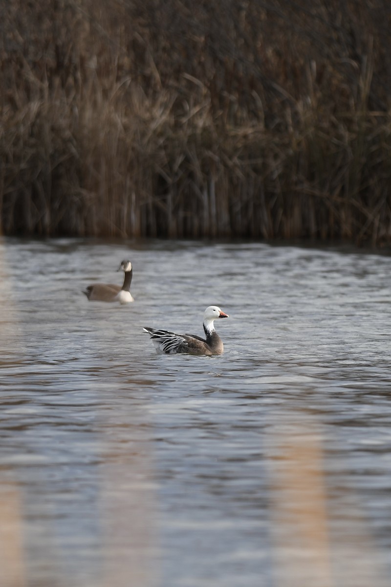 Snow Goose - ML645906314