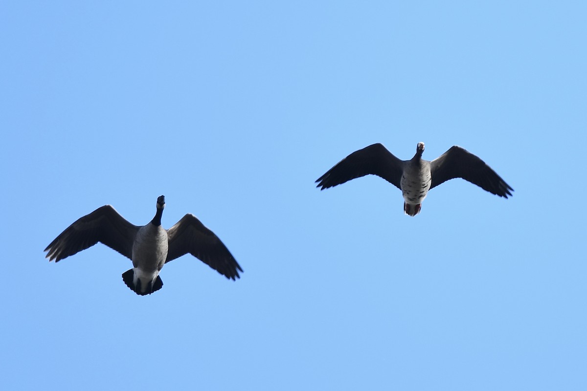 Greater White-fronted Goose - ML645906319