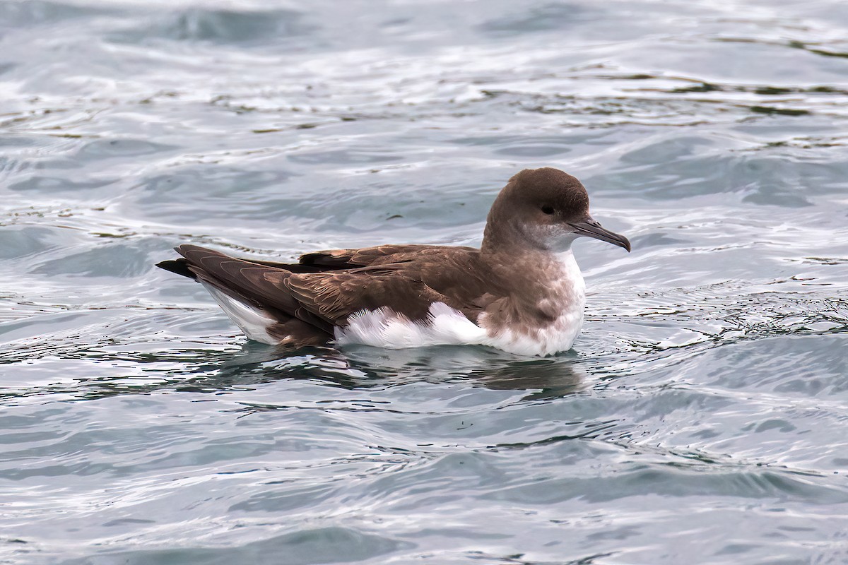 Gabai hegal-arina - ML645906331