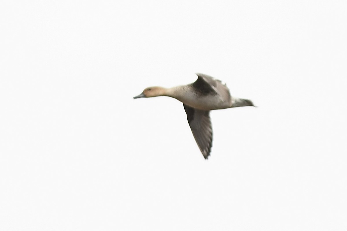 Northern Pintail - ML645906337