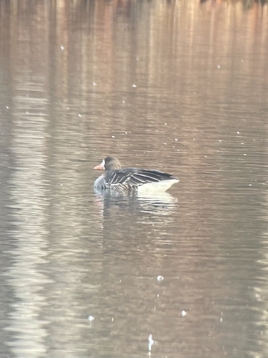 Greater White-fronted Goose - ML645906341