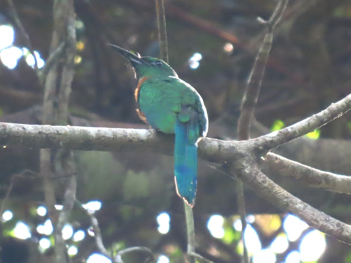 Great Jacamar - ML645906345