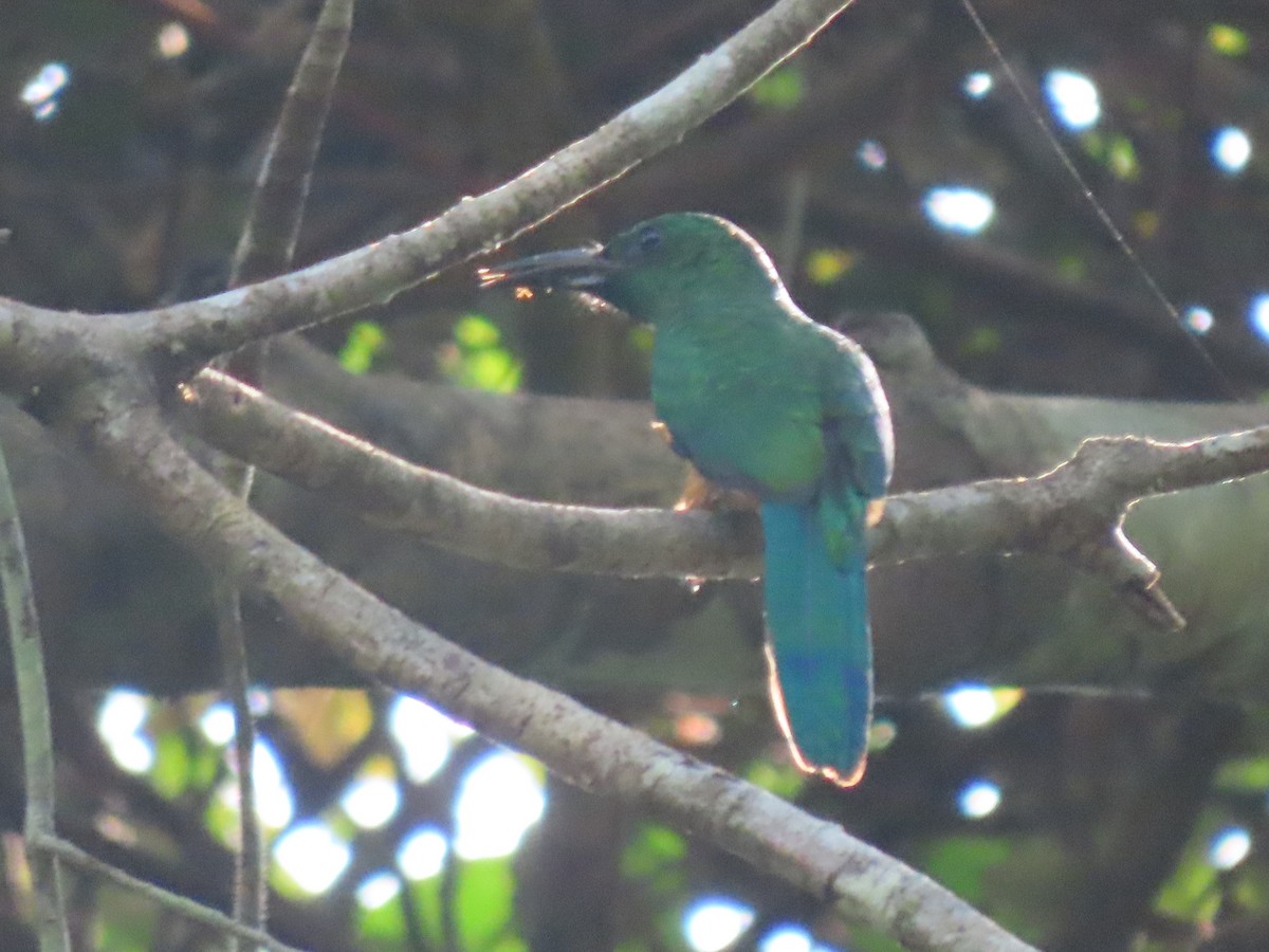 Great Jacamar - ML645906346