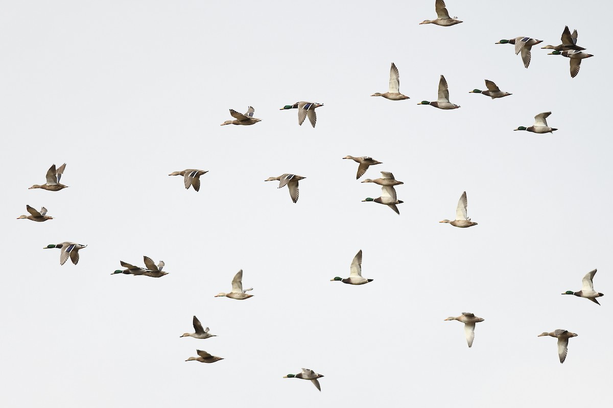 Mallard - ML645906348