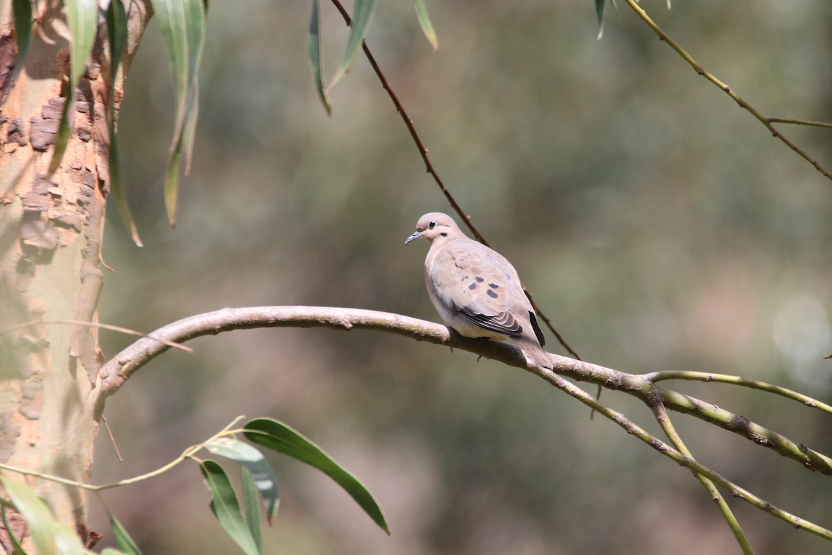 Eared Dove - ML645906350