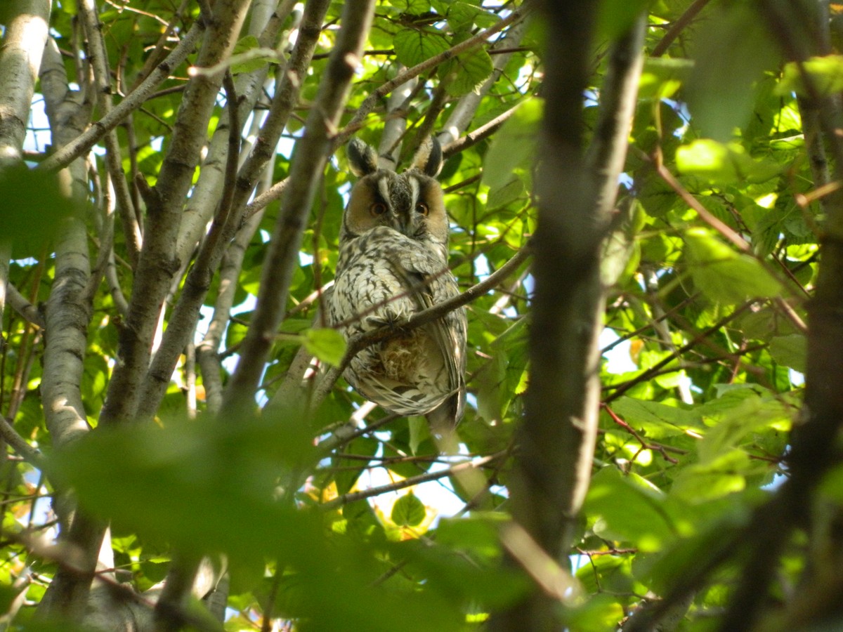Long-eared Owl - ML645906351