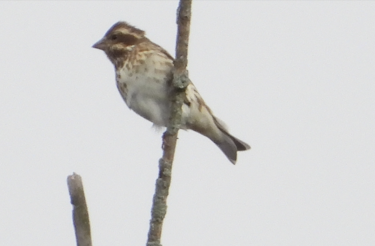 Purple Finch - ML645906354